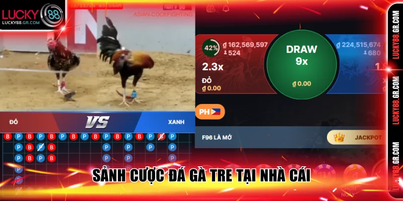 Sảnh cược đá gà tre tại nhà cái.